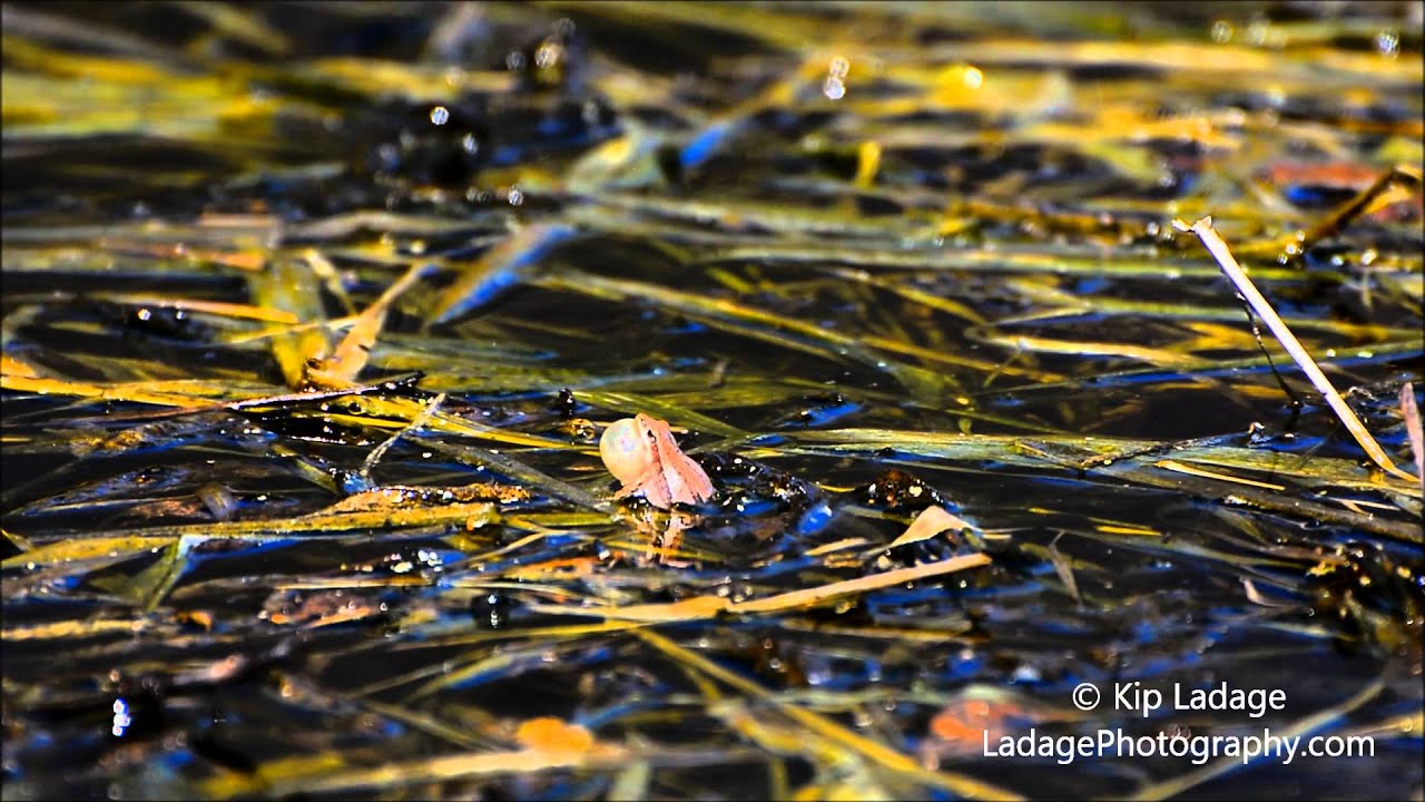 Western Chorus Frog Calling © Kip Ladage YouTube