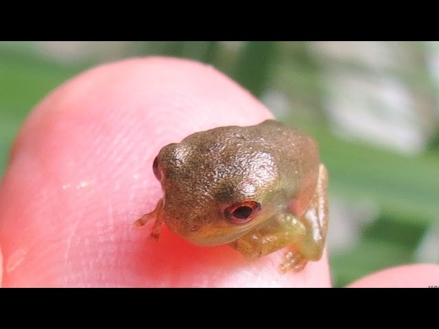 Cute Baby Tree Frogs 