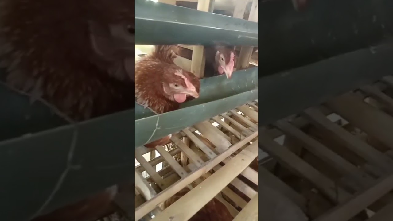 Hasil observasi budidaya mina ayam | PKWU