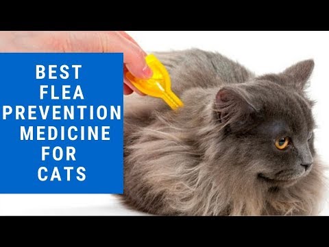best-flea-prevention-and-treatment-for-cats-2020
