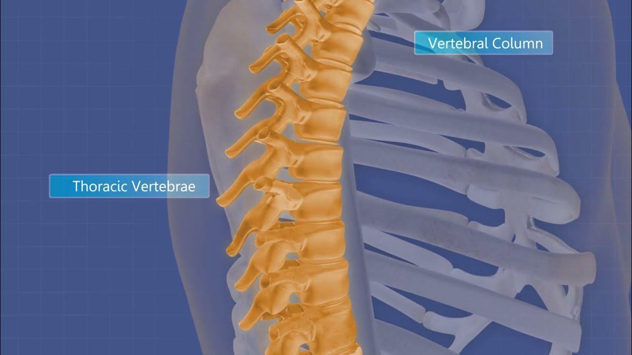 Anatomy of the the thoracic cage or rib cage. True ribs, false ribs, floating ribs, costal