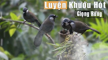 Luyện khướu hót giọng rừng ( nhiều giọng ) | tập khướu non hót giọng rừng hay mỗi ngày
