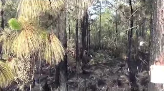damage from 2nd Avalon Park fire