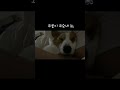 #코고는강아지 #corgi #웰시코기 #snoringdog #corgilife #강아지 #cute #cutedog #강아지일상 #강아지쇼츠 #출근길쇼츠 #강아지브이로그 #코기