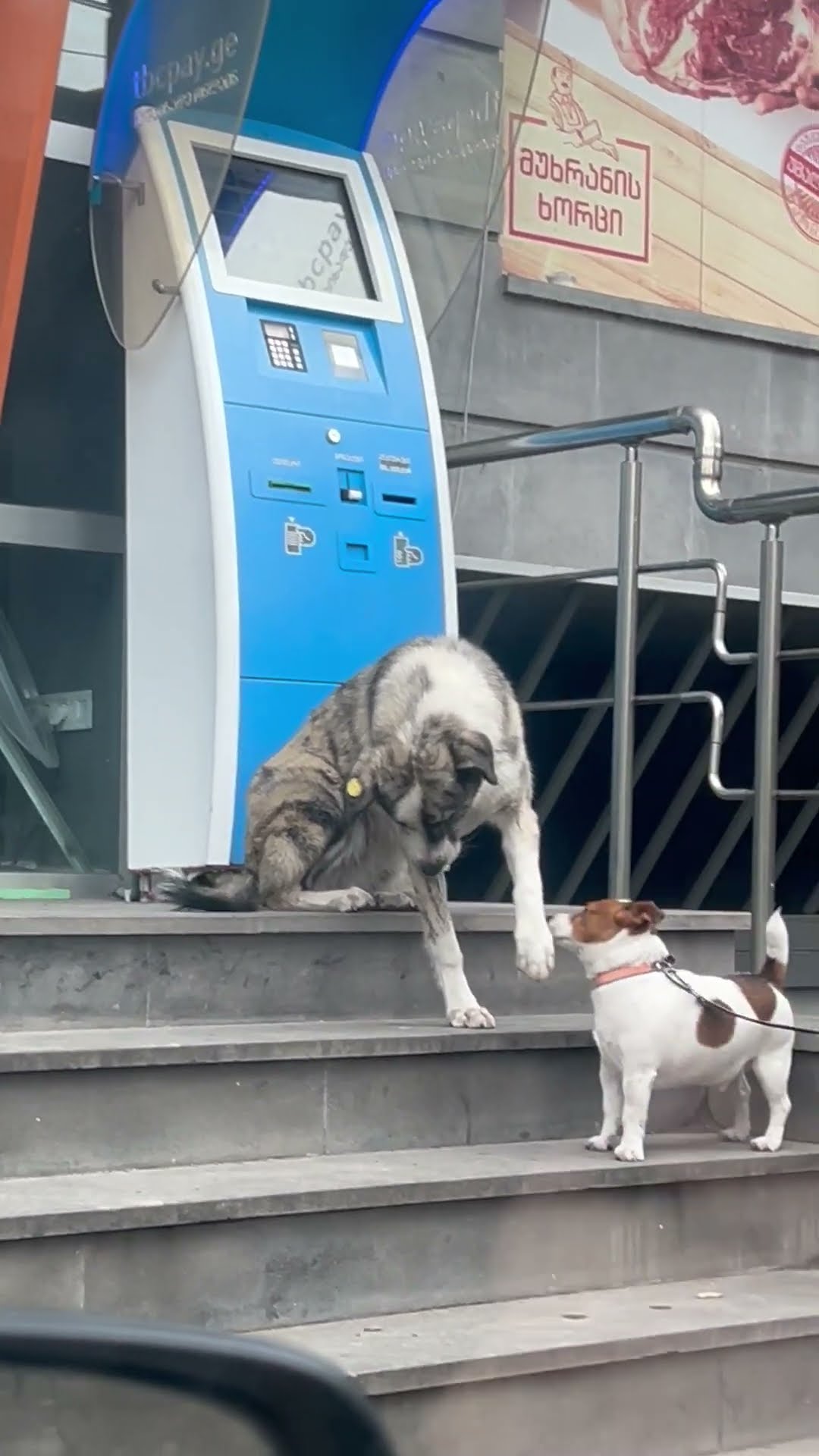 Stray Dog Just Wants to Make a Friend || ViralHog