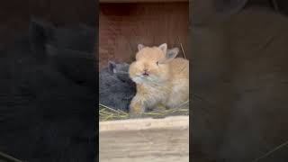🐇 Cute Pet Rabbit   Lop Eared Rabbit Care Tips & Tricks! 🥕
