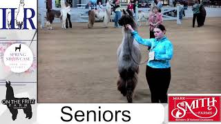 2026 Spring Showcase Showmanship/Halter