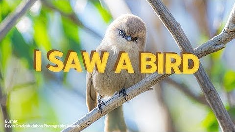 I Saw A Bird: Audubon’s Spring Migration Show (Episode 1 - Spring Migration)