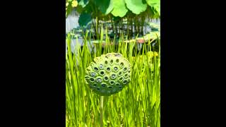 how to eat lotus seeds, dry soaked seeds airfryer #shortsfeed #shortsvideo Why your Body Needs lotus