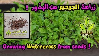 زراعة الجرجير من البذور في المنزل | Growing Watercress from seeds at home