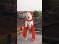 dog saund 🐕