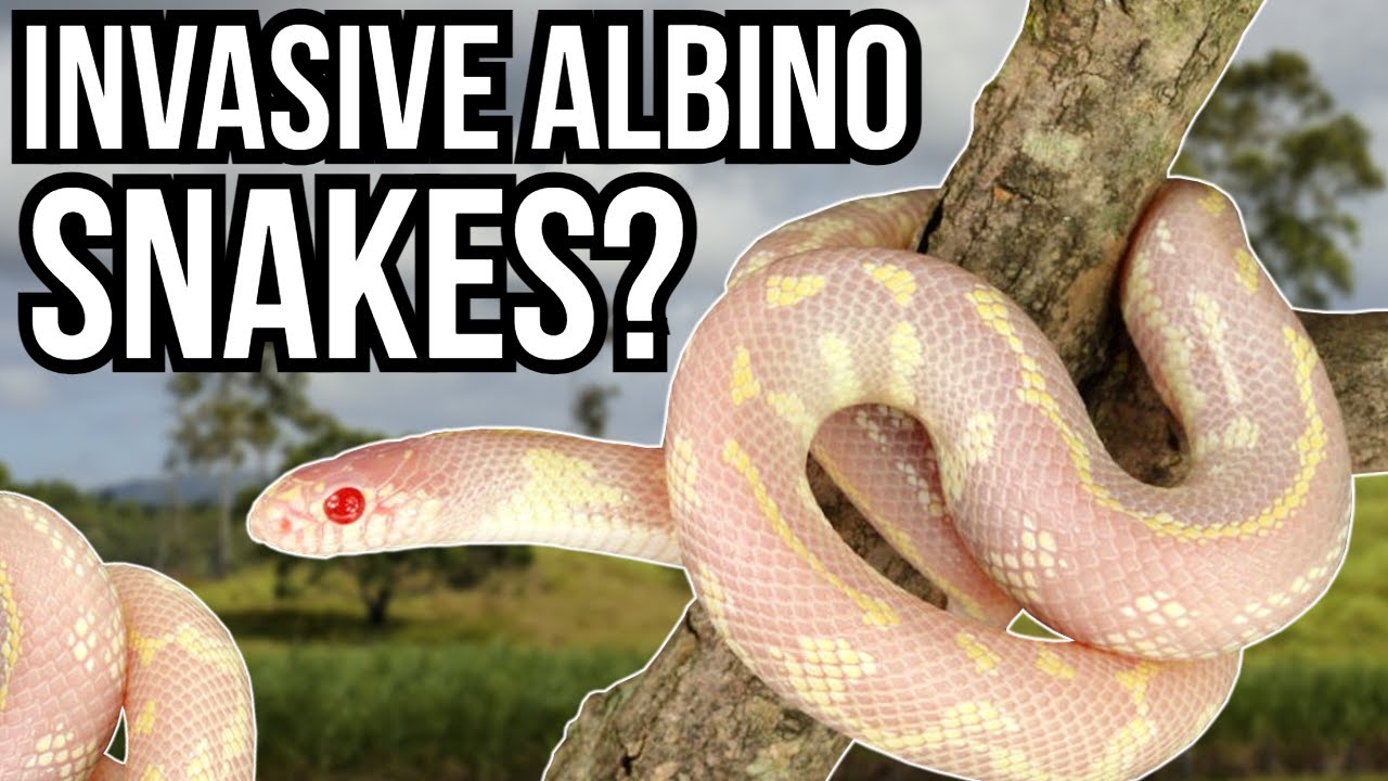 5 Animals That Do Not Belong In Europe - Invasive And Introduced ...
