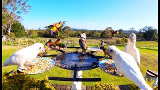 Colorful Native Birds