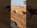 The Bird Struck First | 새가 먼저 움직였다 | 鳥が先に動いた #animals #wildlife