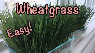 How to grow wheatgrass at home  Easy  Guinea pig