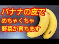 【スゴい肥料】なんとバナナの皮が野菜の肥料になってしまいます!安い、便利、作りやすい、効果抜群!環境にもよくてコスパ最高!トマト、キュウリ、ナスなど何にでも使えます。