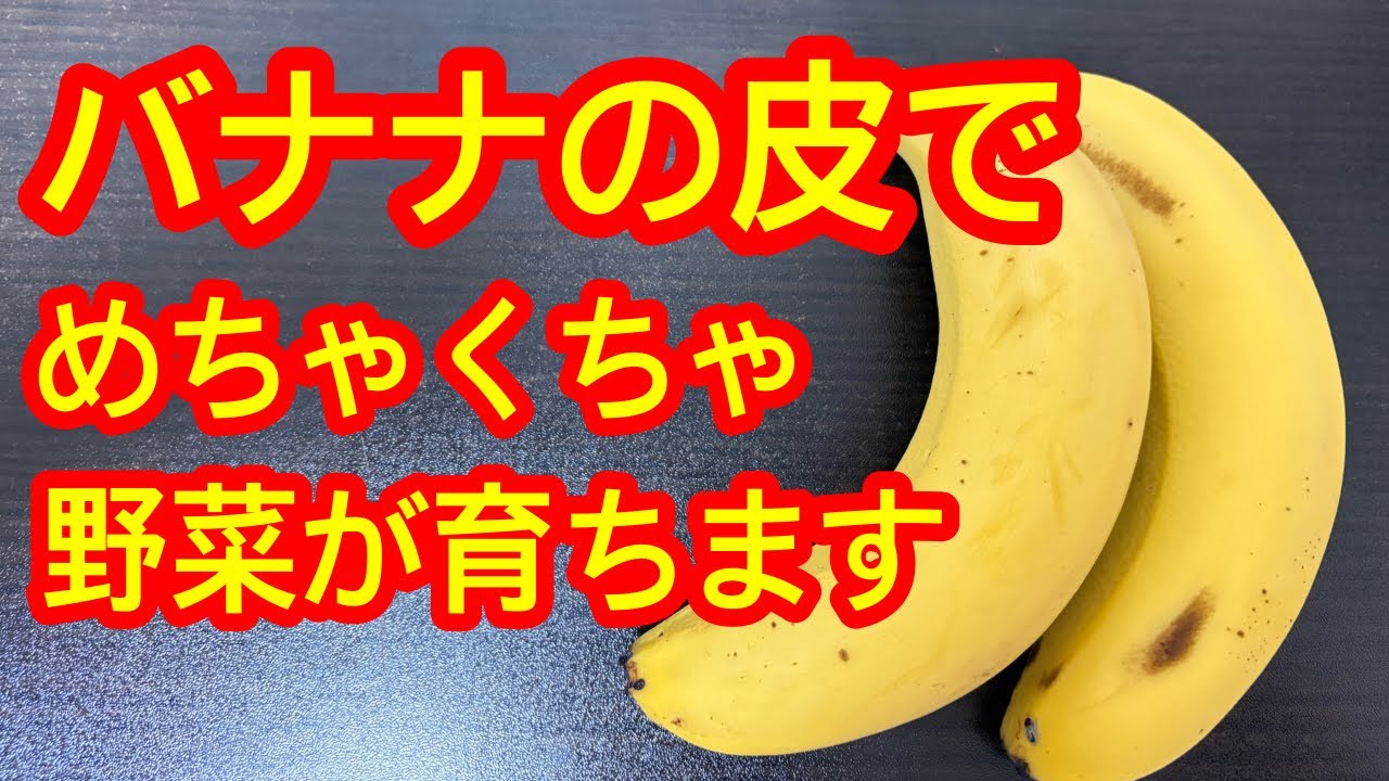 【スゴい肥料】なんとバナナの皮が野菜の肥料になってしまいます！安い、便利、作りやすい、効果抜群！環境にもよくてコスパ最高！トマト、キュウリ、ナスなど何にでも使えます。