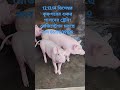 Pig farming training #pig #pig_farm_feed #pig_farm_profit_calculation #shortsvideo