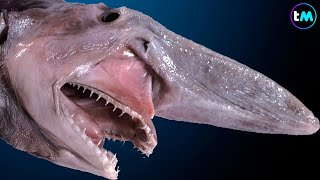 Los 10 TIBURONES MÁS RAROS Del Mundo | Parecen de otro planeta 😱