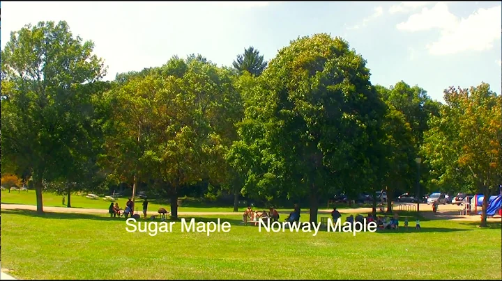How to Tell Sugar & Norway Maple Apart