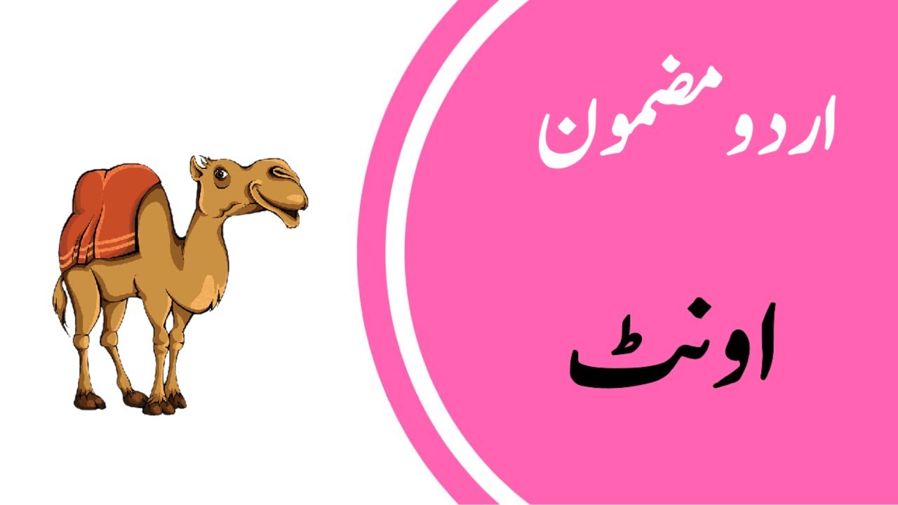 Write an Essay on Camel in Urdu اردو مضموناونٹ YouTube
