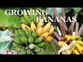 Three Year Bananas - Growing dwarf banana trees in your garden