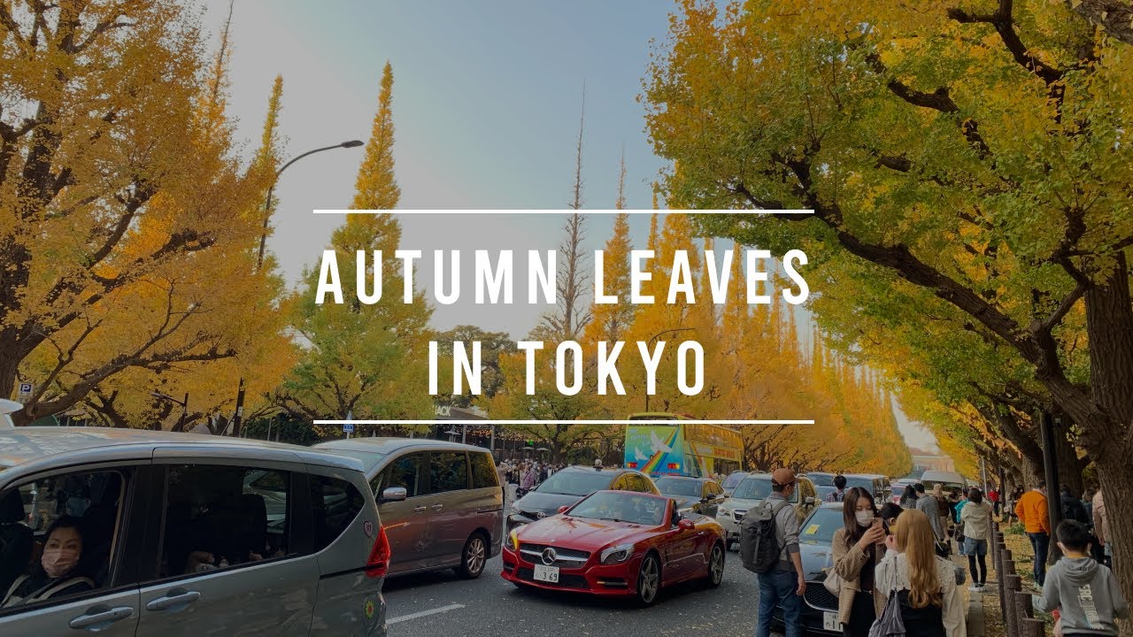 【4K】Cinematic - Autumn Leaves in Tokyo - Jingu Gaien Ginkgo Avenue (明治神宮外苑), Japan【2021】