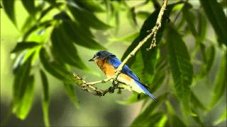 Eastern Bluebird Singing