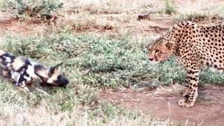 Wild Dogs vs Cheetah Standoff Over a Kill