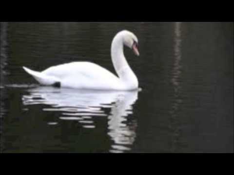 Swan Lake for piano, Tchaikovsky + sheet music