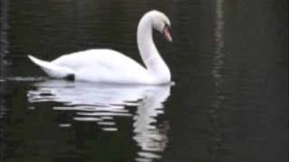 Swan Lake for piano, Tchaikovsky + sheet music chords