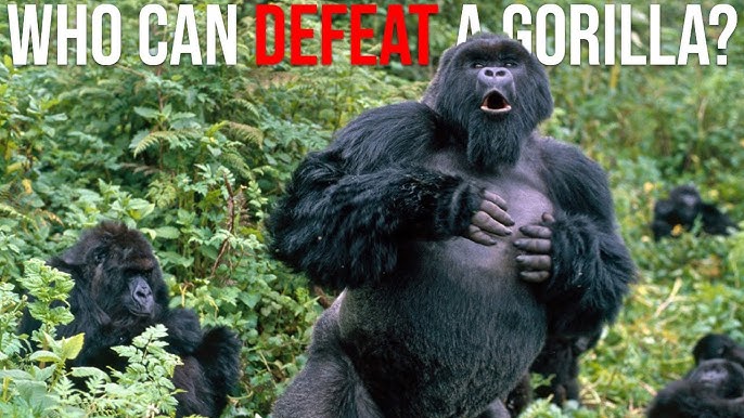 10 Animals That Could Defeat a GORILLA - YouTube