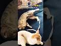 Juliet&amp;nakhre#trending#viralreels#funnycat#cute#ytshorts#my#love#khatija#catlovers#trendingshorts#ai