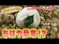 日本で初めて超希少種のイグアナが誕生「レッサーアンティルイグアナ」（Lesser Antillean Iguana）