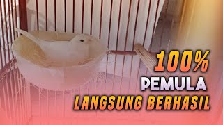 Tips Ternak kenari untuk pemula