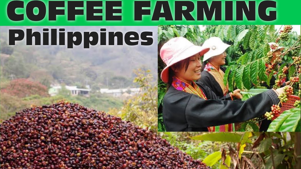 Coffee Farmers In The Philippines Coffee Farmers In The Philippines