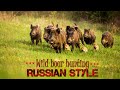 Wild boar hunting Russian style - Best sniper shots on wild boar driven hunt -  2021