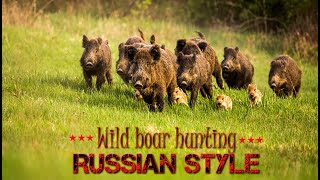 Wild Boar Hunting Russian Style - Best Sniper Shots On Wild Boar Driven Hunt - 2021