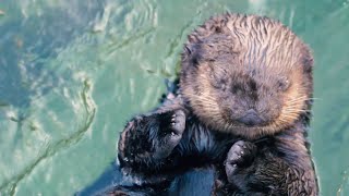 Sea Otter Cam | Vancouver Aquarium