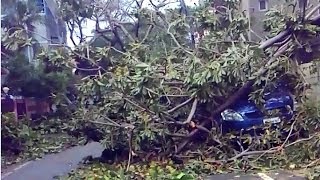 Vardah Cyclone affected all the Trees in Chennai Latest Video 12 December 2016 by PETs LIKERS 23 views 7 years ago 2 minutes, 56 seconds