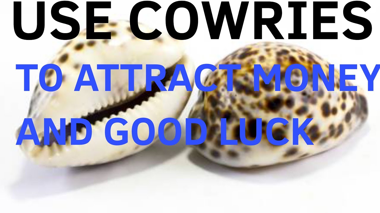 Use Cowries To Attract Money :How to Use Cowries To tap Into Riches and ...