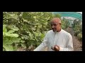 ابداع زراعة التين والدكتور حسين عبدالوهاب