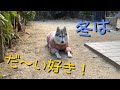 21.2.5 寒がりのシベリアンハスキー犬⁈