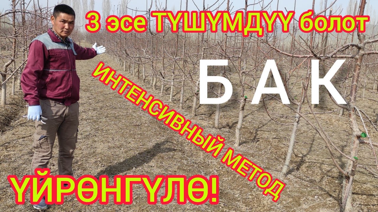 ИНТЕНСИВНЫЙ МЕТОД менен БАК кылгыла  |  ТҮШҮМҮ 3 эсе МОЛ болот  |  НУРЛАН багбан көчөттөрү