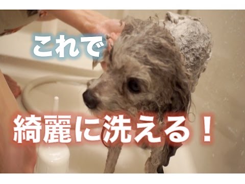 トリマーが教える犬のシャンプーのコツ Dog Shampoo Tips That Groomer Teach Youtube
