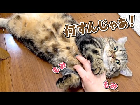 初めてのシャンプー後にもふもふの洗礼を受けた猫の反応がこちらw