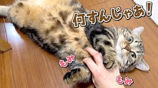 初めてのシャンプー後にもふもふの洗礼を受けた猫の反応がこちらw