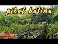 pikat ayam hutan betina