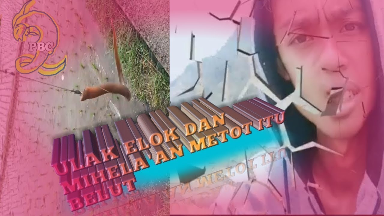 mancing belut sawah betotan mantap 
