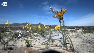 Las flores del desierto chileno